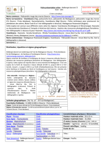 Dalbergia baronii - doc-developpement