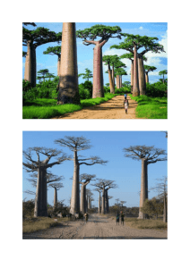 Le fruit du baobab (pain de singe) se présente sous une forme