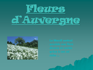 Fleurs d`Auvergne