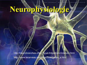 Cours n&deg;3: neurophysiologie