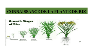 Connaissance de la plante de riz