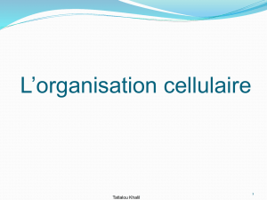 L*organisation cellulaire
