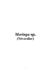 Moringa sp. (Néverdier) Source : http://www.cactuspro.com/encyclo