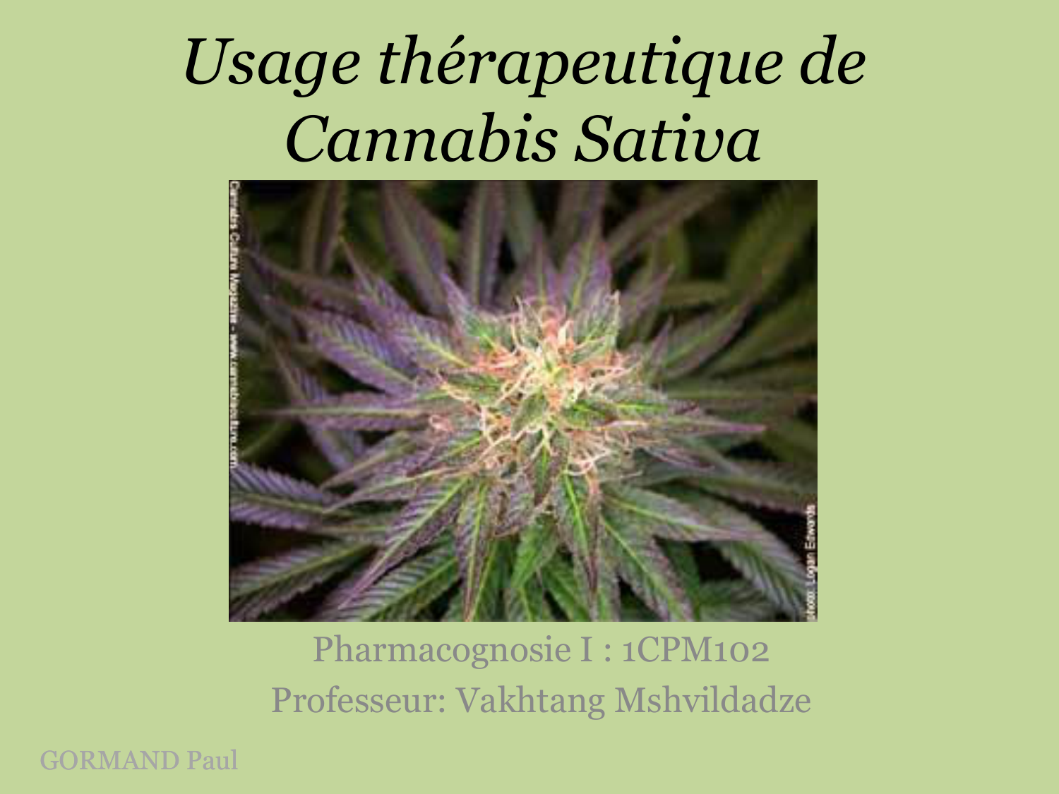 Usage Thérapeutique De Cannabis Sativa - 