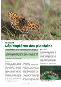 Lépidoptères des plantains / Insectes n° 177