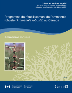 Ammannie robuste (Ammannia robusta)