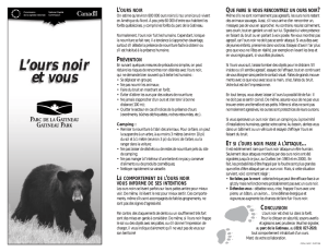 Les risques avec l`Ours noir d`Amérique du Nord