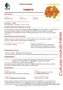 Tomate - Chambre d`Agriculture de Martinique