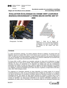 évaluation écologique du crabe vert (carcinus