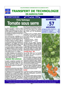 Tomate sous serre - Transfert de Technologie en Agriculture