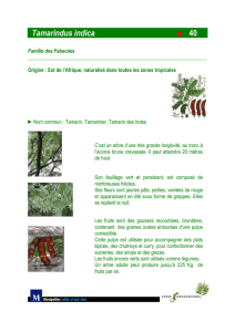 Tamarindus indica - 40