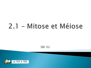 2.2 – Mitose et Méiose
