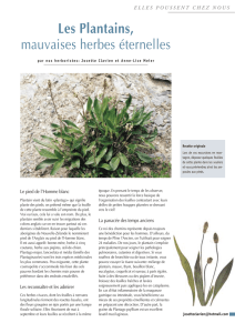 Les Plantains, mauvaises herbes éternelles - La Vie à Crans