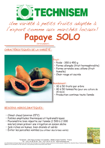 Papaye SOLO - coopagri-noumea