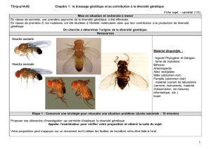 TS-tp-p1A-00 Chapitre 1 : le brassage génétique et sa contribution à