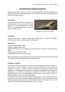 La crevette blanche Palaemon longirostris - INPN