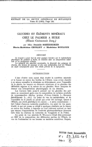 Glucides et éléments minéraux chez le palmier à huile (Elaeis