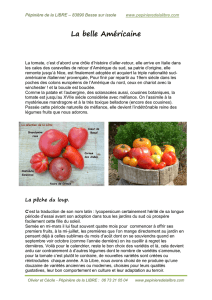 un article sur les tomates..... cliquez ici