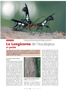Le Longicorne de l`eucalyptus II / Insectes n° 140