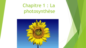 Chapitre 1 : La photosynthèse
