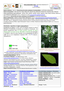 Brosimum alicastrum - doc-developpement