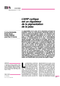 L`AMP cyclique est un régulateur de la pigmentation - iPubli