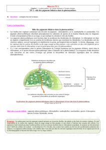 rôle des pigments foliaires dans la photosynthèse
