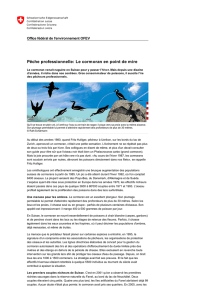 OFEV - Documentation - Pêche professionnelle Le cormoran en