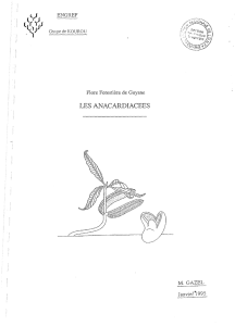 les anacardiacées