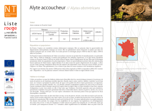 Alyte accoucheur, Alytes obstetricans