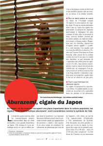 Aburazemi, cigale du Japon / insectes n° 169