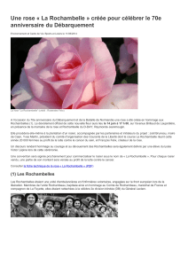 Une rose « La Rochambelle » créée pour célébrer le 70e