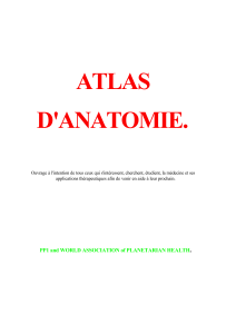 ATLAS D`ANATOMIE.