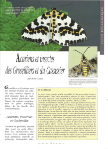Acariens et insectes du groseillier / Insectes n° 116