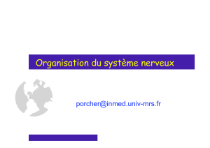 Rappel organisation SN L2