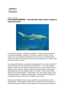 PARTHÉNOGENÈSE – Une femelle requin zèbre vierge se