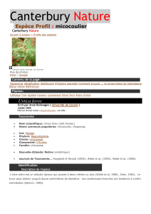 Tree Nettle Espèce Profil : micocoulier Canterbury Nature