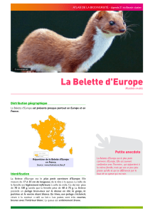 Belette d`Europe - Agenda 21