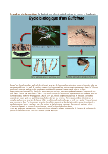 Le cycle de vie du moustique. La durée de ce cycle est variable