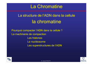 La Chromatine la chromatine