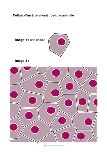 Cellule d`un être vivant : cellule animale Image 2 : Image 1 : une