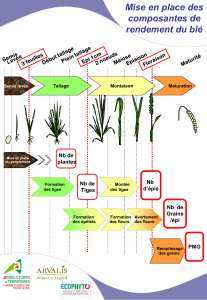 Elaboration du rendement du blé