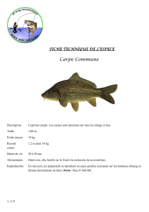 FICHE carpe commune - Union Gaule Autunoise Pêcheurs