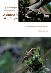La faune de Montorge - maison de la nature Montorge Sion