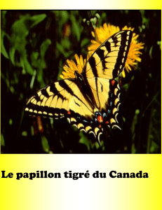 Le papillon tigré du Canada