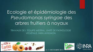 Épidémiologie des Pseudomonas syringae des arbres fruitiers à