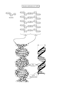 Structure ADN (pdf 196kb)