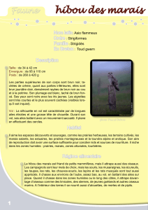 Hibou des marais - Eau et Rivières de Bretagne