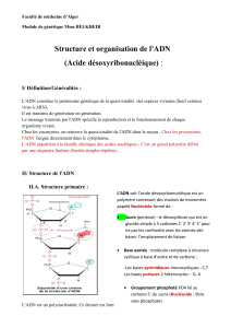Structure et organisation de l`ADN (Acide désoxyribonucléique) :