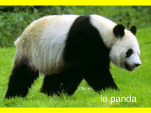 le panda - WordPress.com